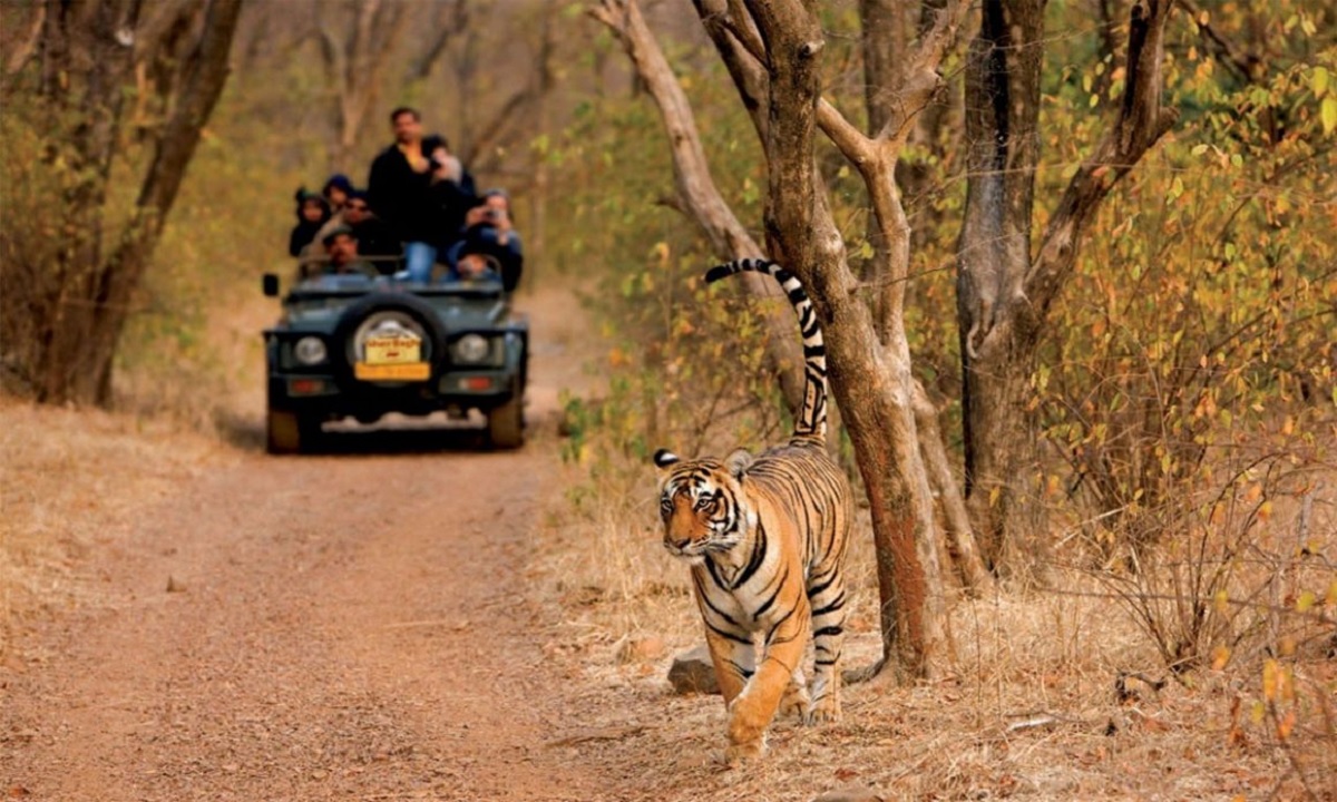 Cómo llegar al Santuario de Vida Silvestre Ranthambore