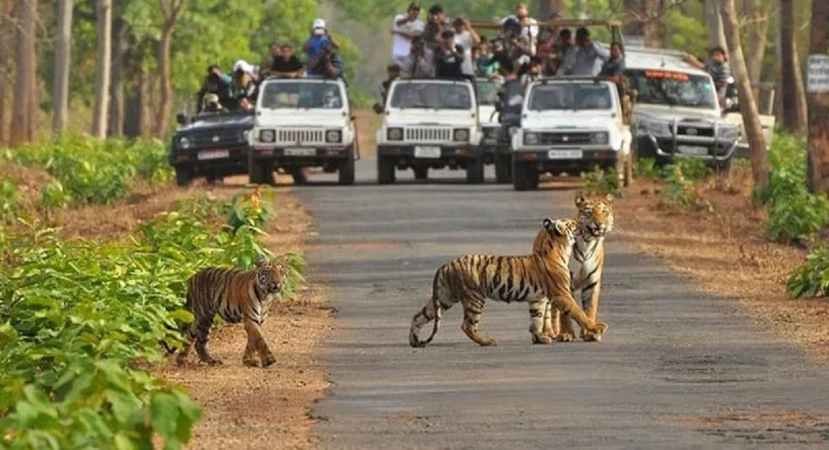 ranthambhore tiger safari