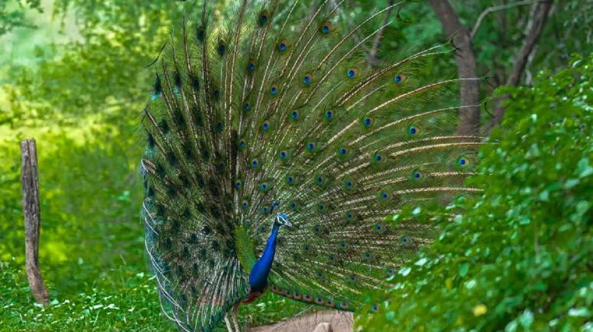 Animales y pájaros en el Parque Nacional Ranthambore