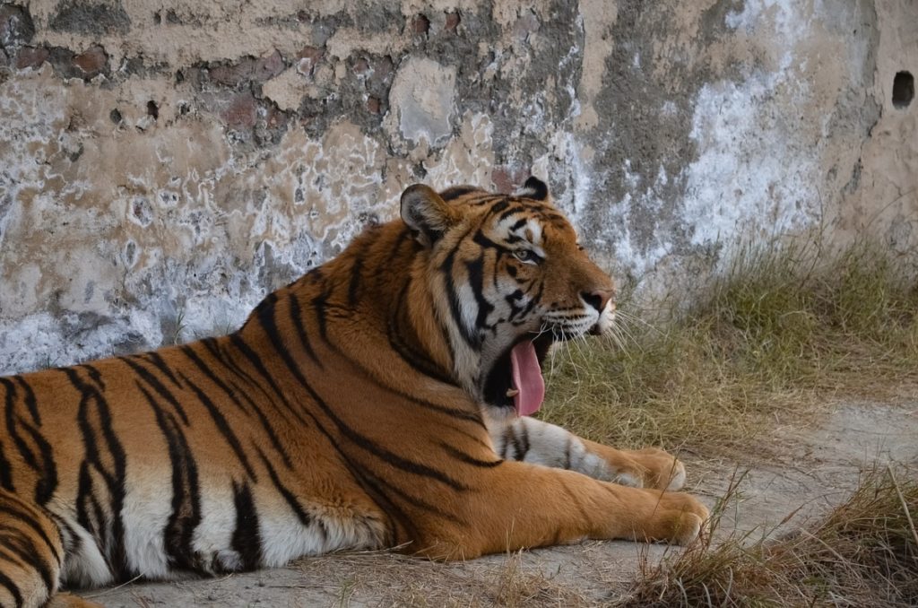 Consejos Adicionales Ranthambore