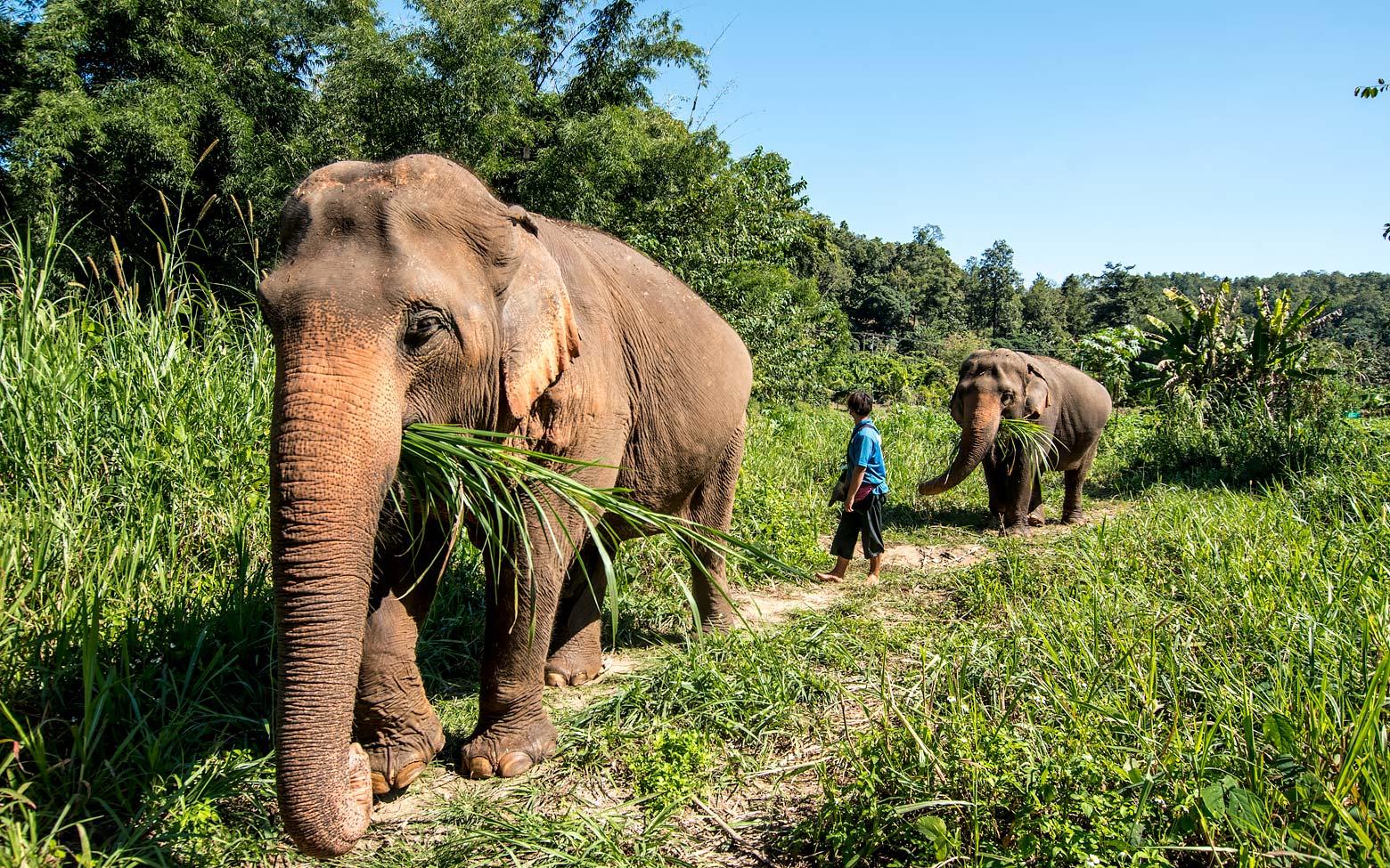 Elephant Natural Park Chiang mai