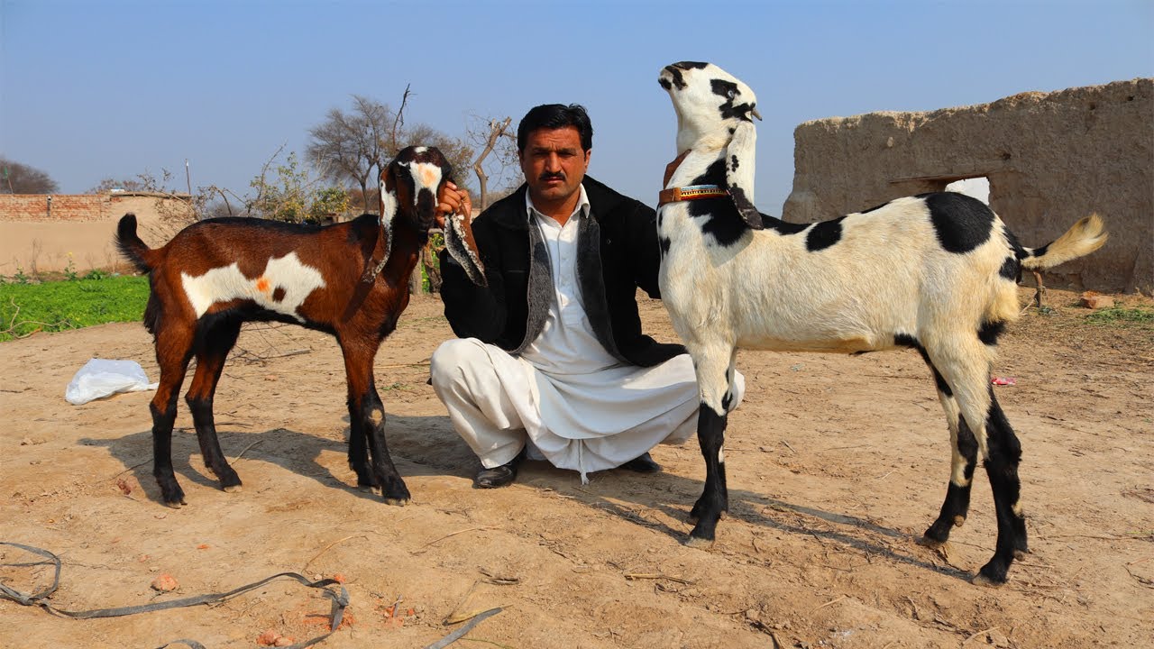 Amritsar Explore farm life