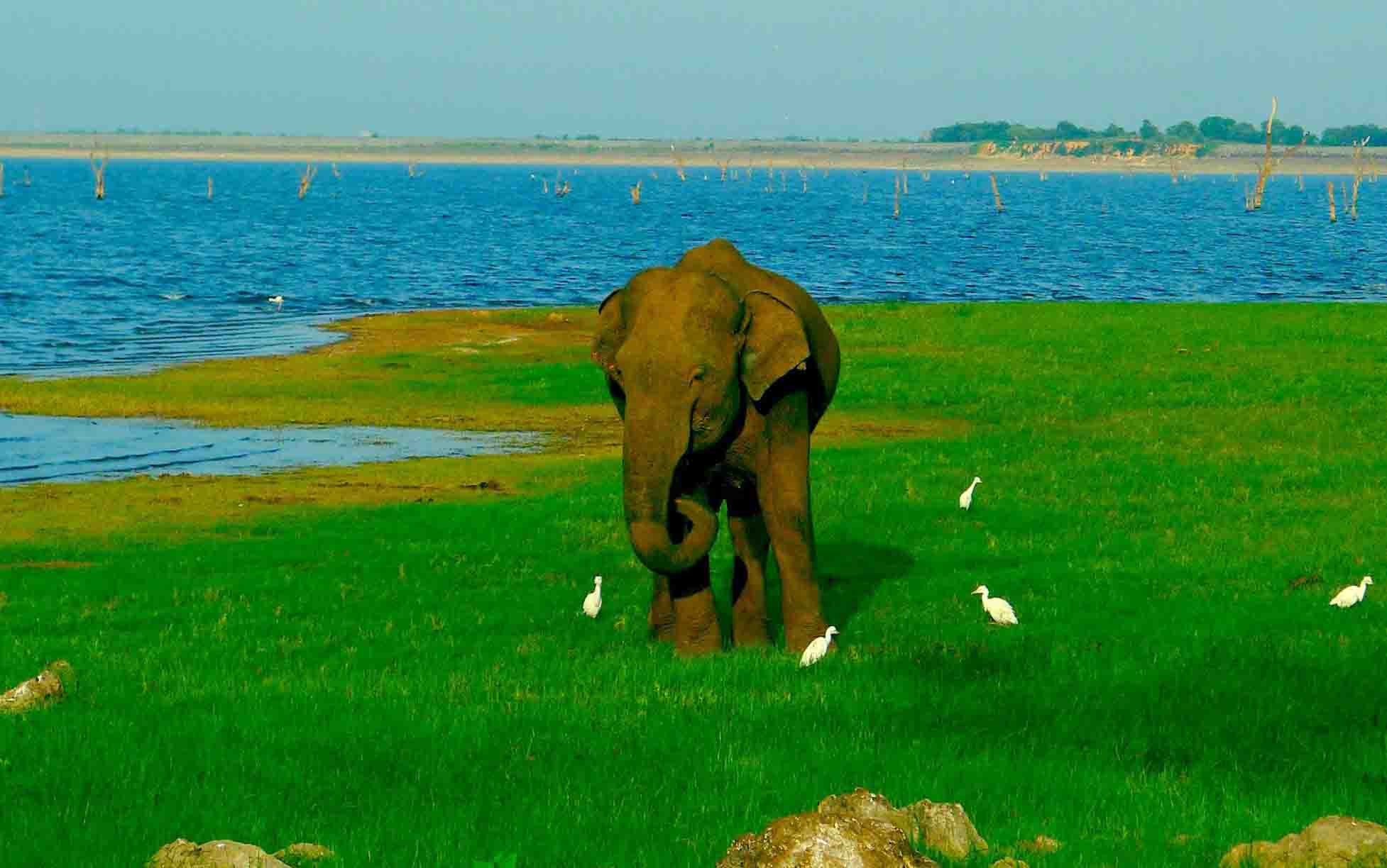 Kaudulla-National-Park