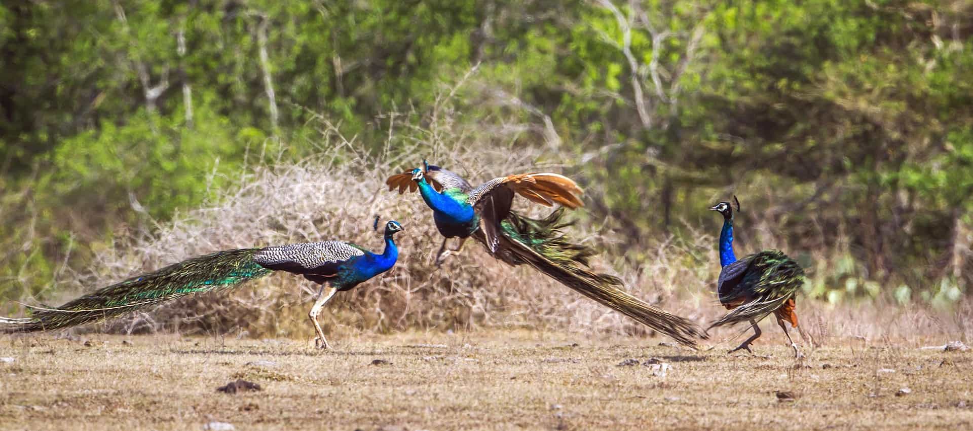 Lunugamvehera National Park