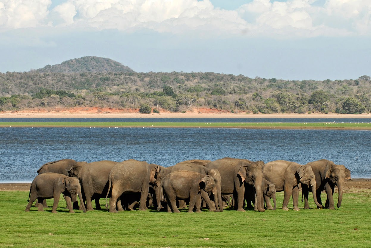 Minneriya National Park