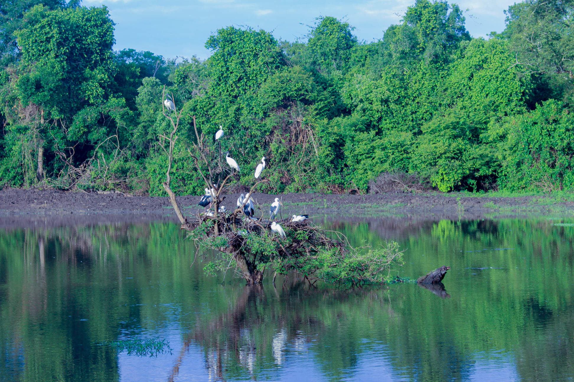 Sri Lanka Wasgamuwa National Park