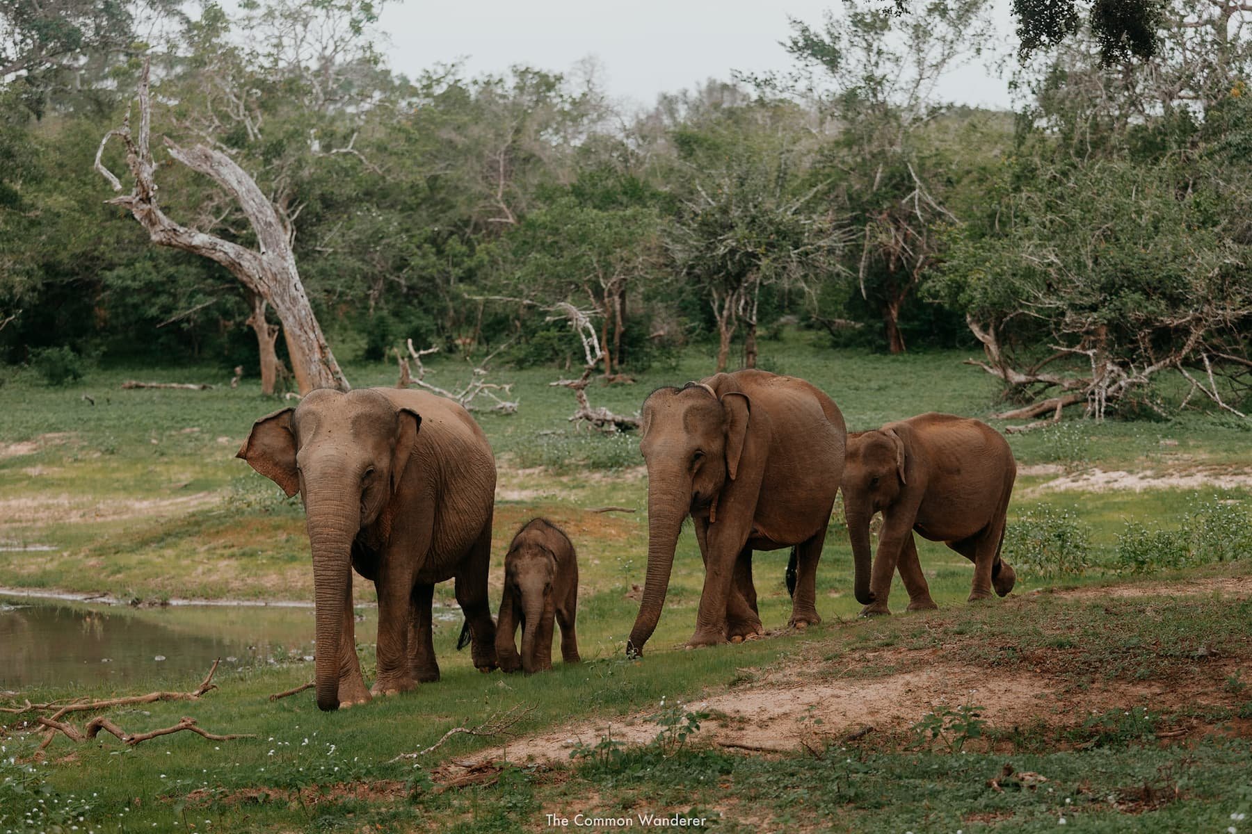 Sri Lanka Yala East National Park (Kumana)