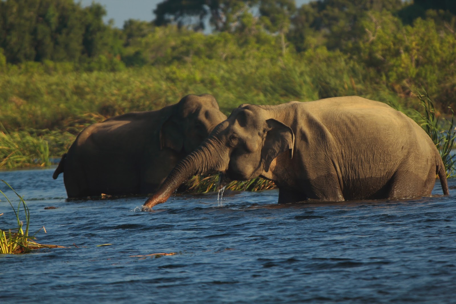 Sri lanka Gal Oya National Park