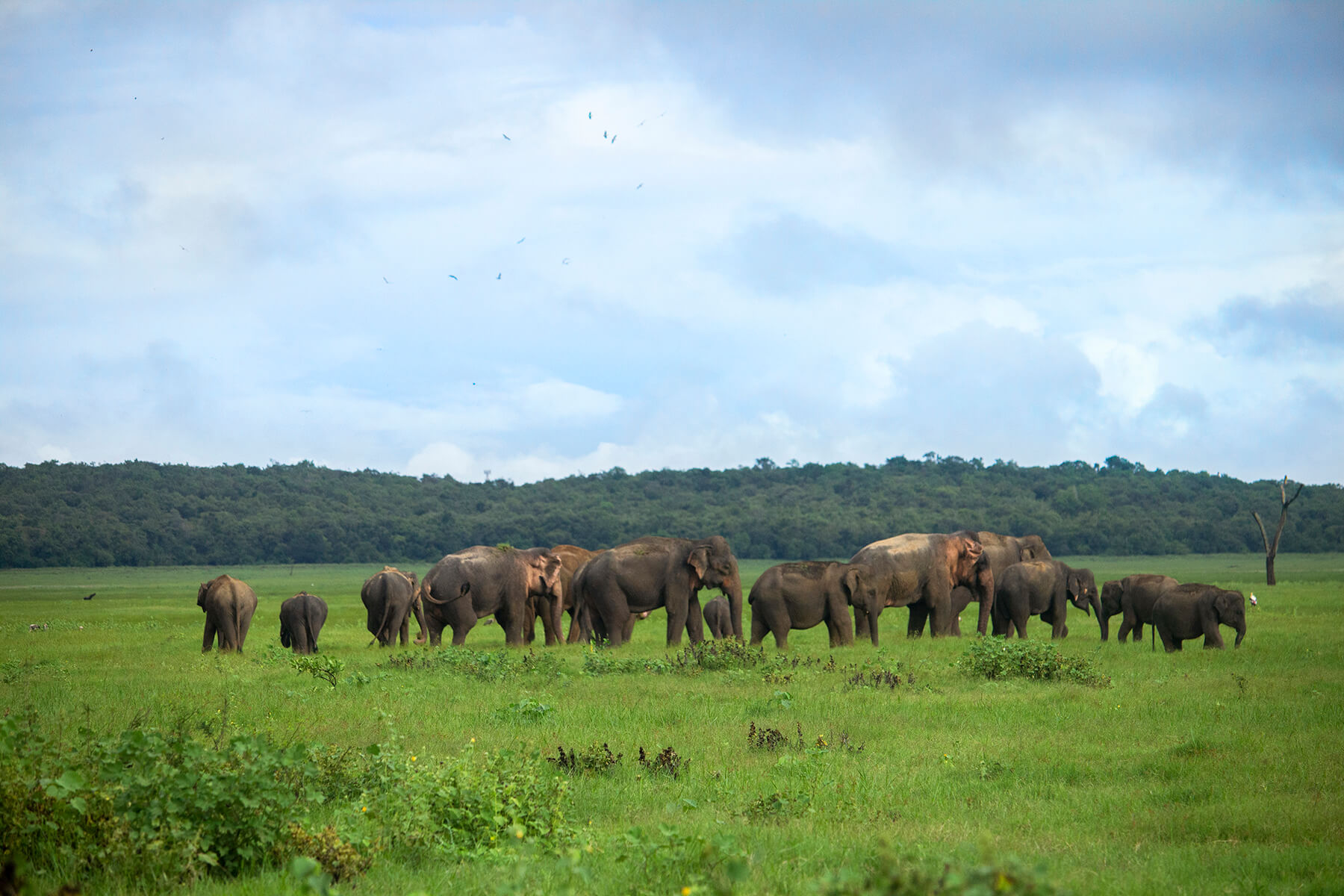 Sri lanka Wilpattu National Park