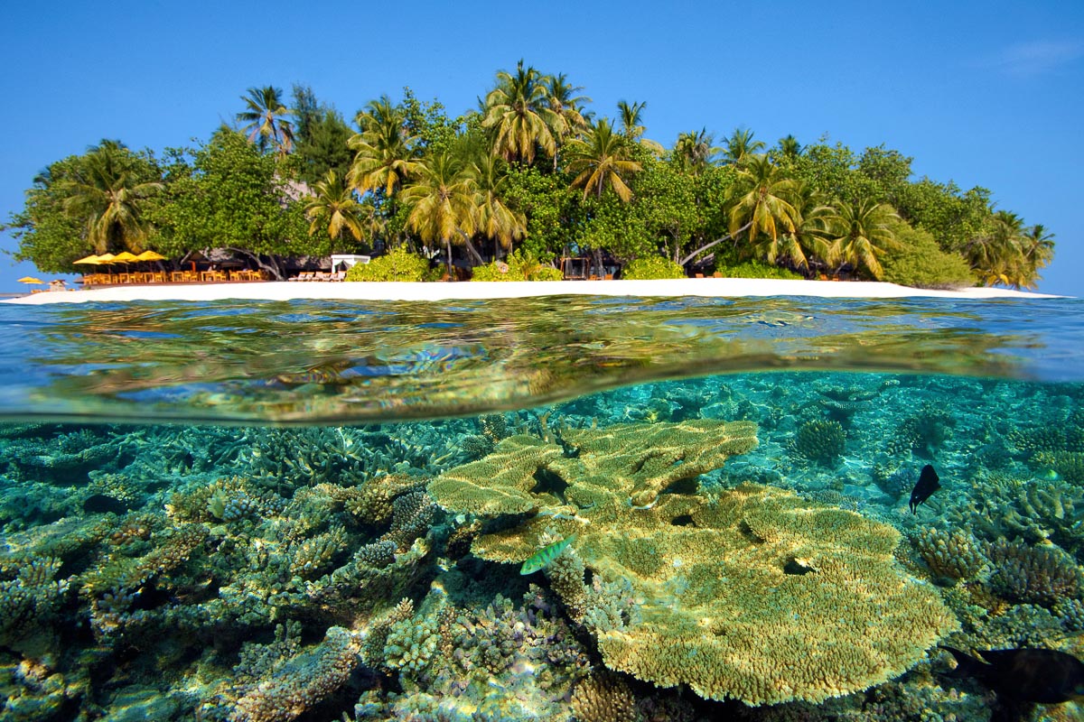 Arrecife de plátano Maldives-