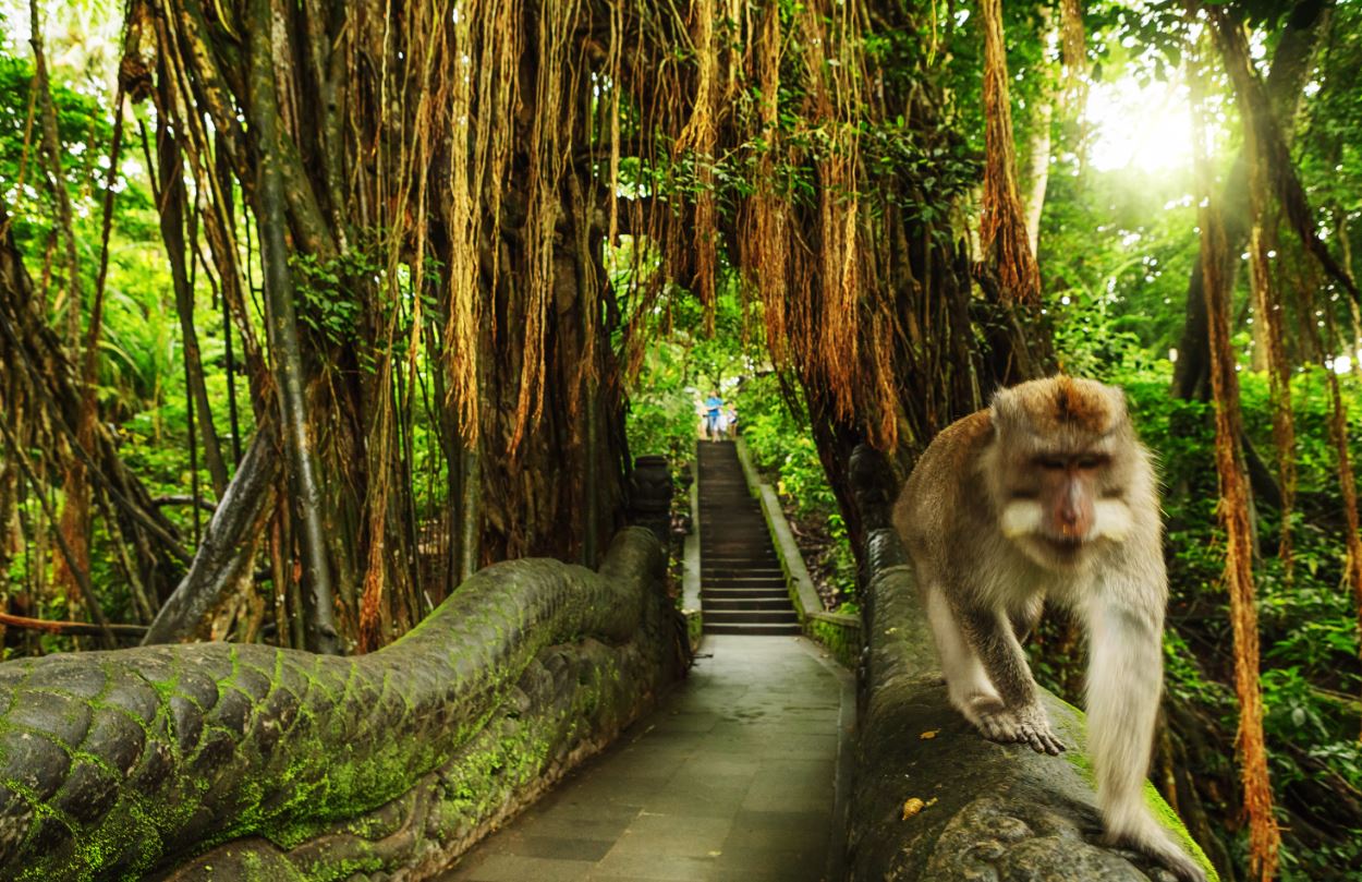 Bali Monkey Forest