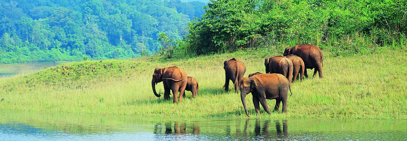  Kerala Periyar National Park