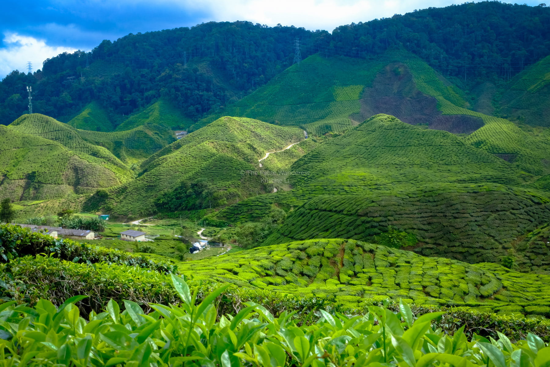 Malaysia Cameron Highlands