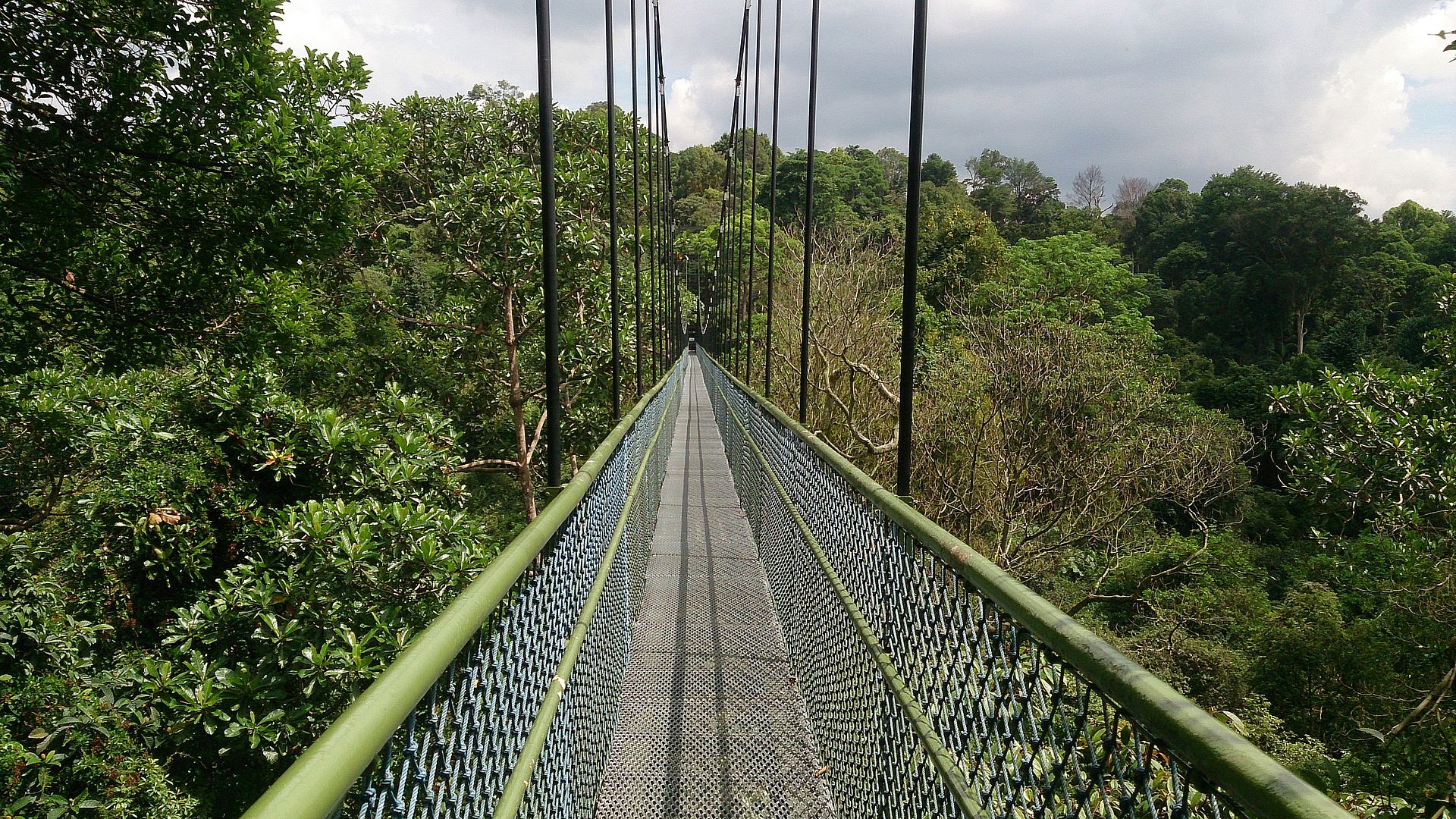 Exciting Treetop Walk at MacRitchie Reservoir