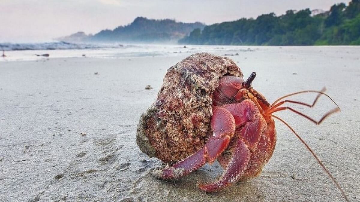 Echa un vistazo al cangrejo ermitaño en la isla de Pareli