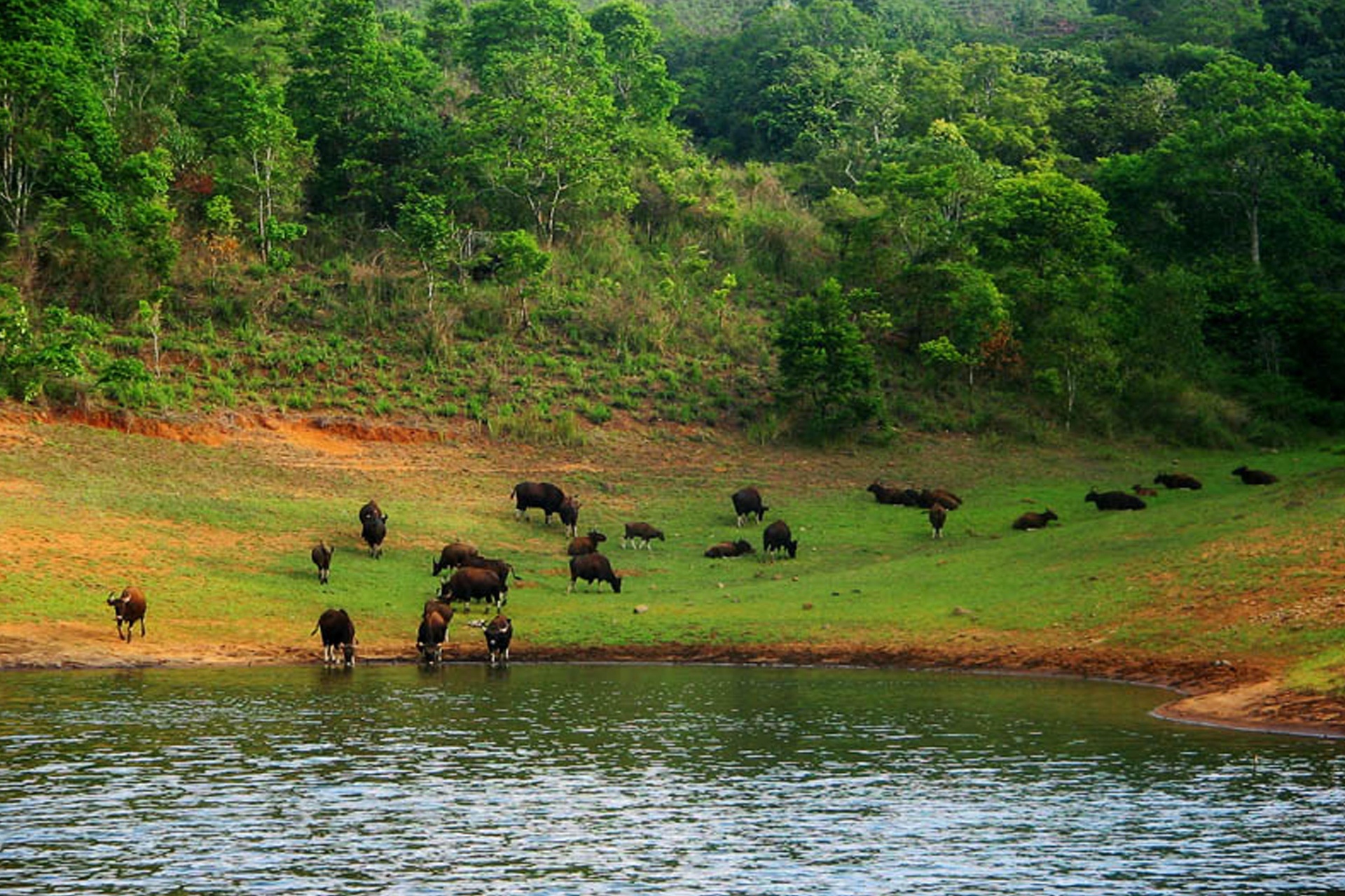 Muthoot Cardamom County, Periyar Wildlife Sanctuary