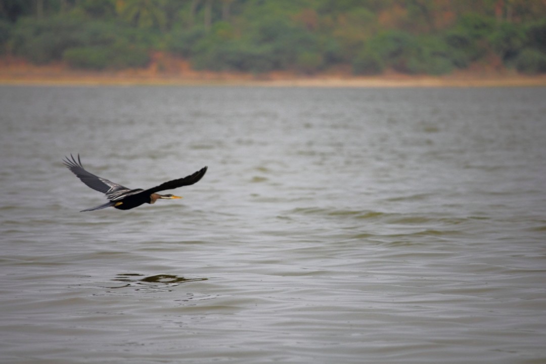  Pondicherry Birdwatching and magnificent sunrises at Lake Ousteri