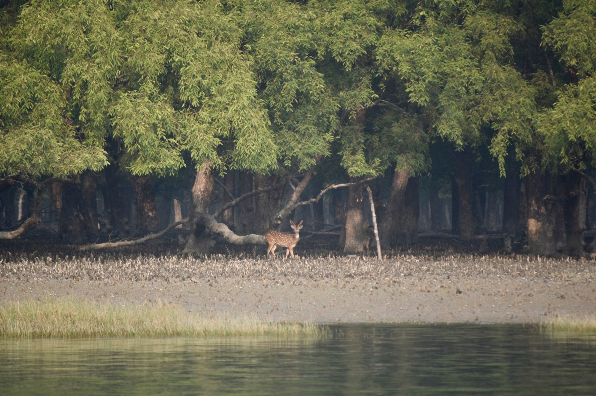 Sunderban Mangrove Retreat, Sunderbans