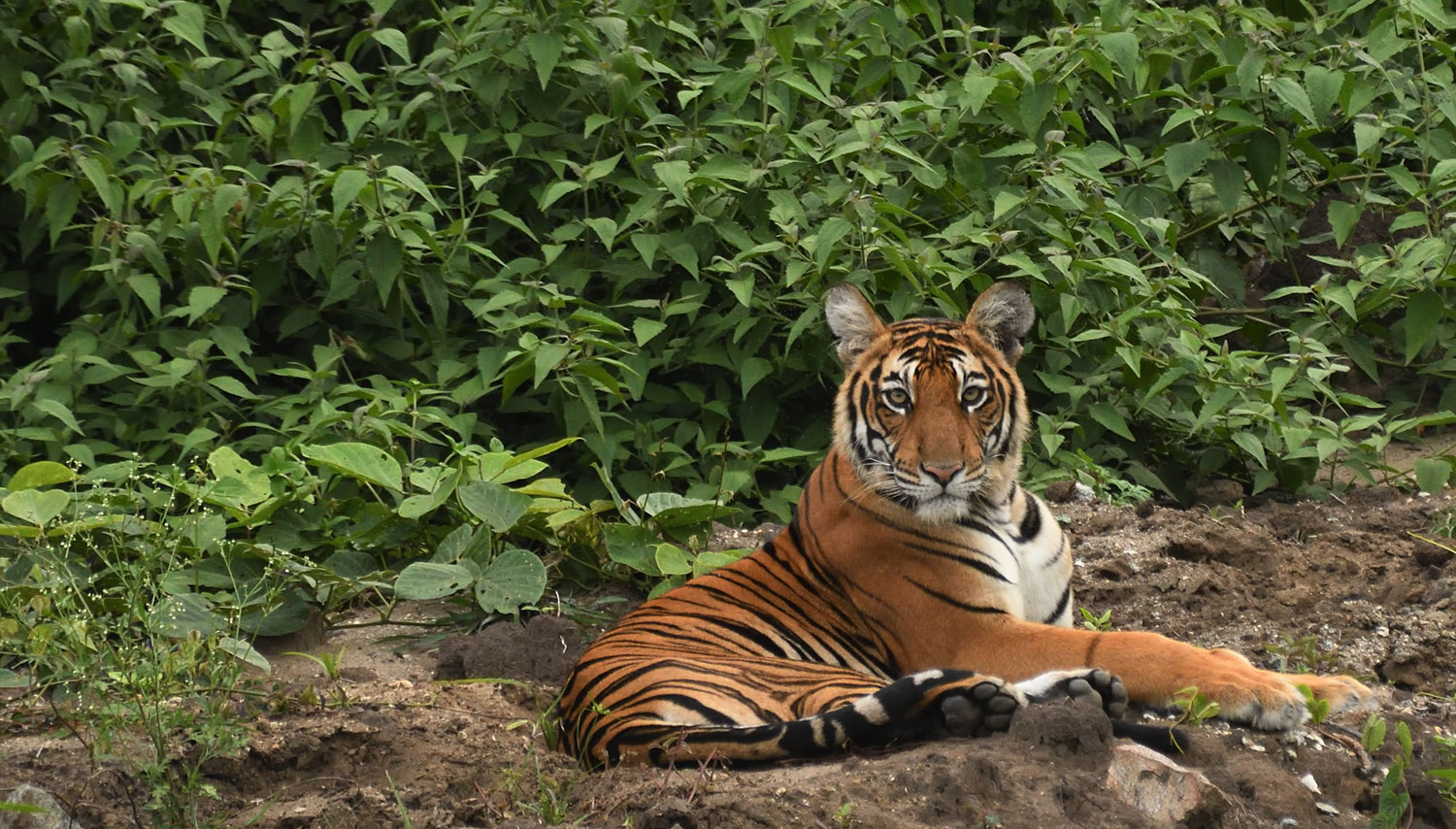 Tusker Tracks, Bandipur Wildlife Sanctuary, Karnataka