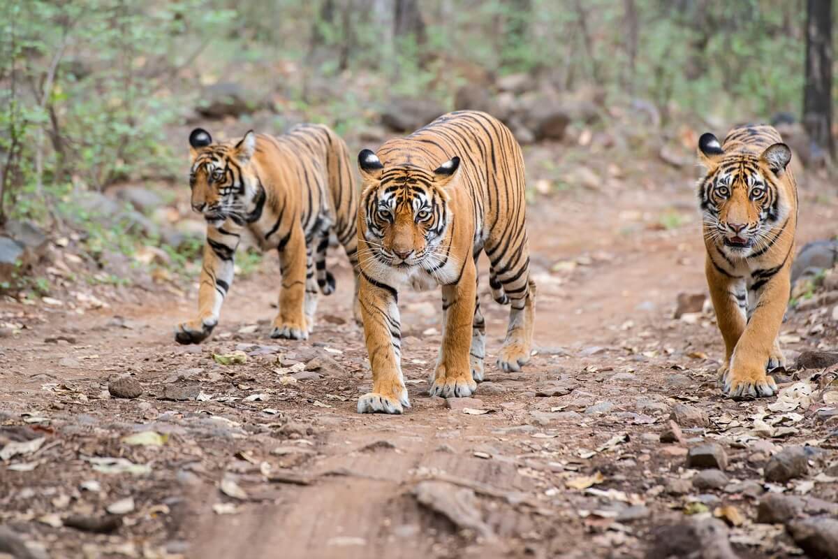 Kolkata a Sundarbans