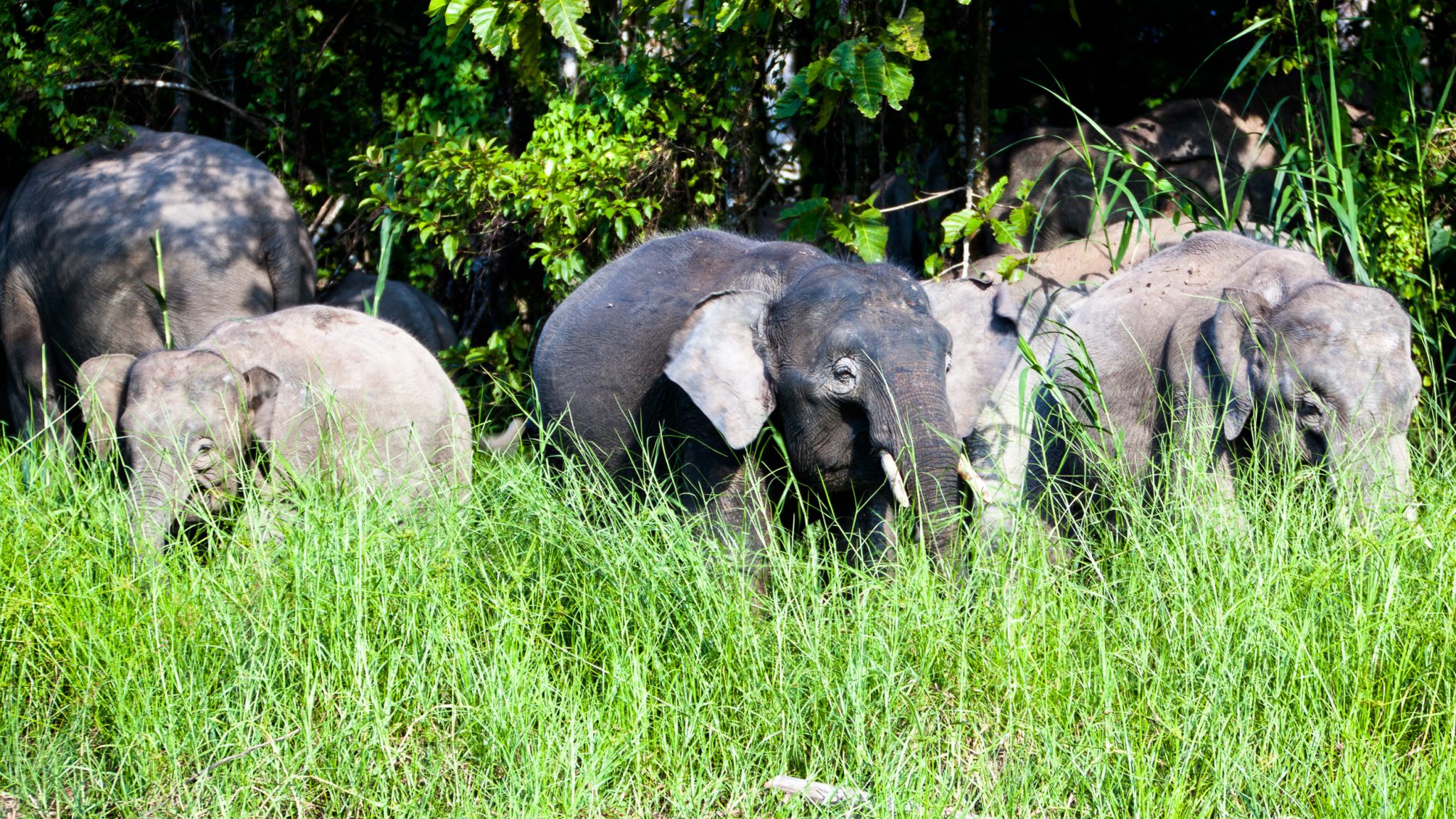 Danum Valley Conservation Area Wildlife in Malaysia