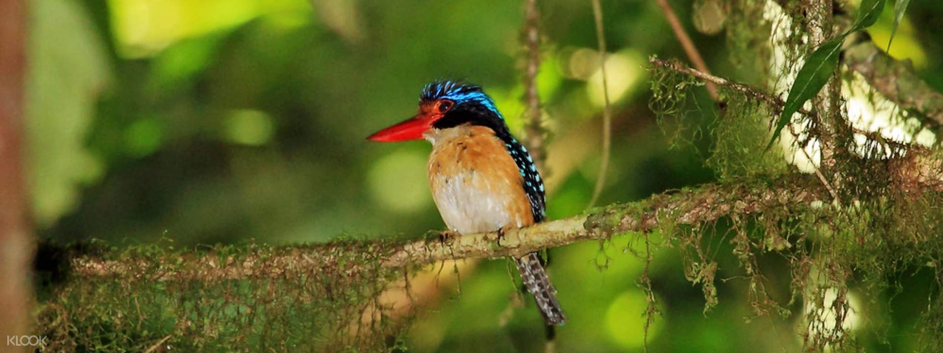 Kinabalu National Park