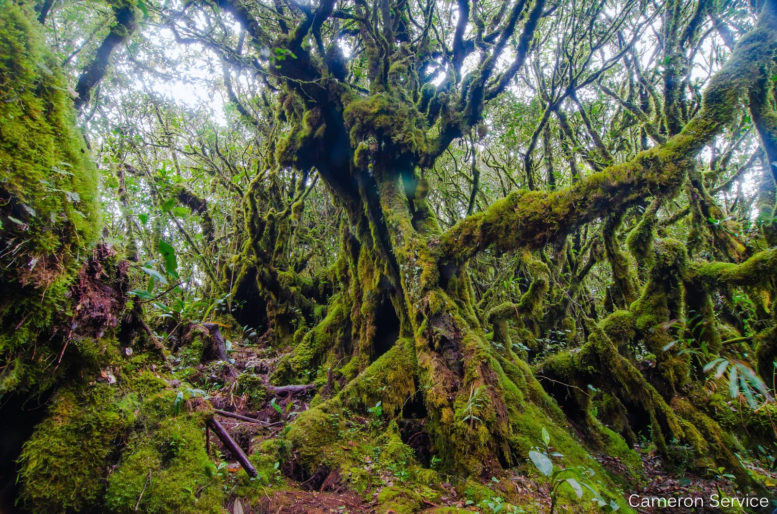 Moss Forest, Cameron Highlands Wildlife in Malaysia