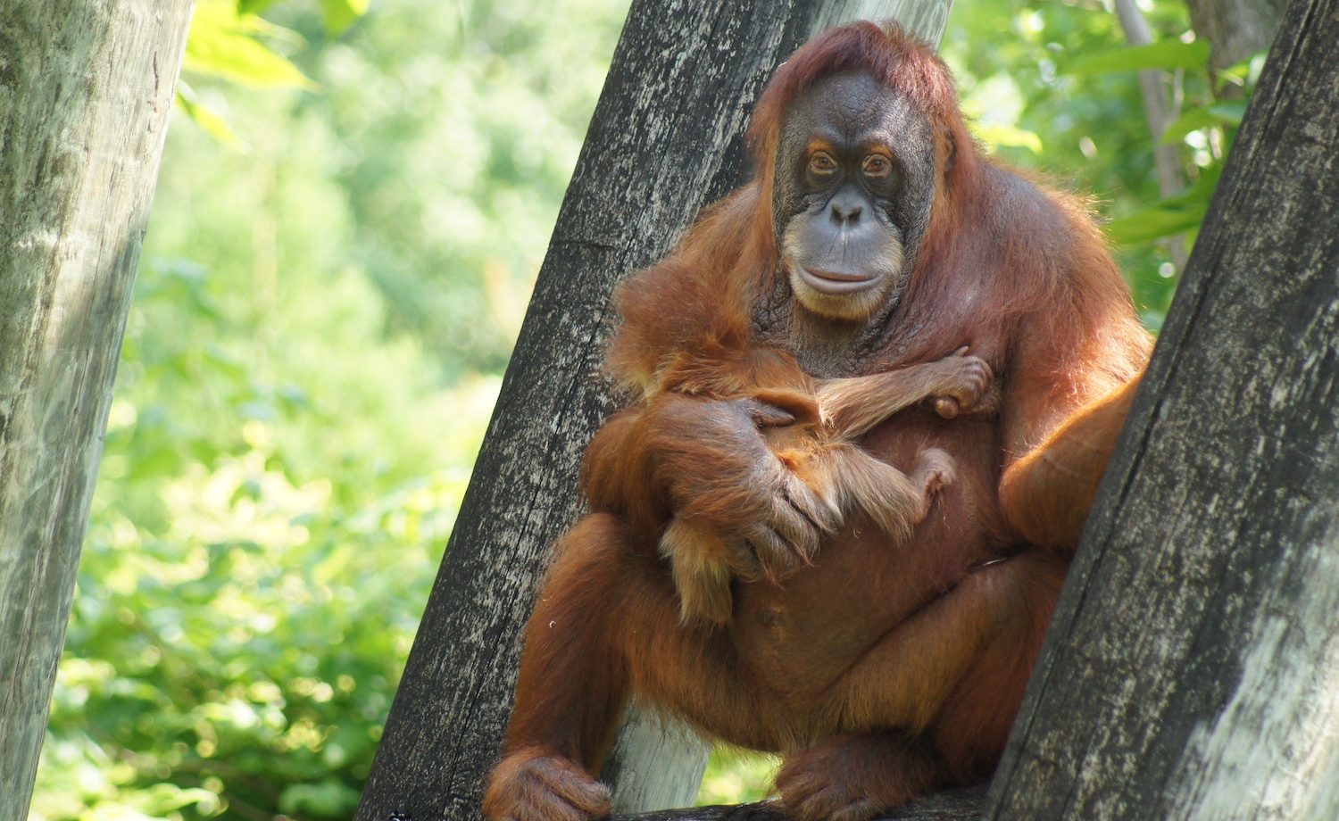 Sepilok Orangutan Rehabilitation Center Wildlife in Malaysia