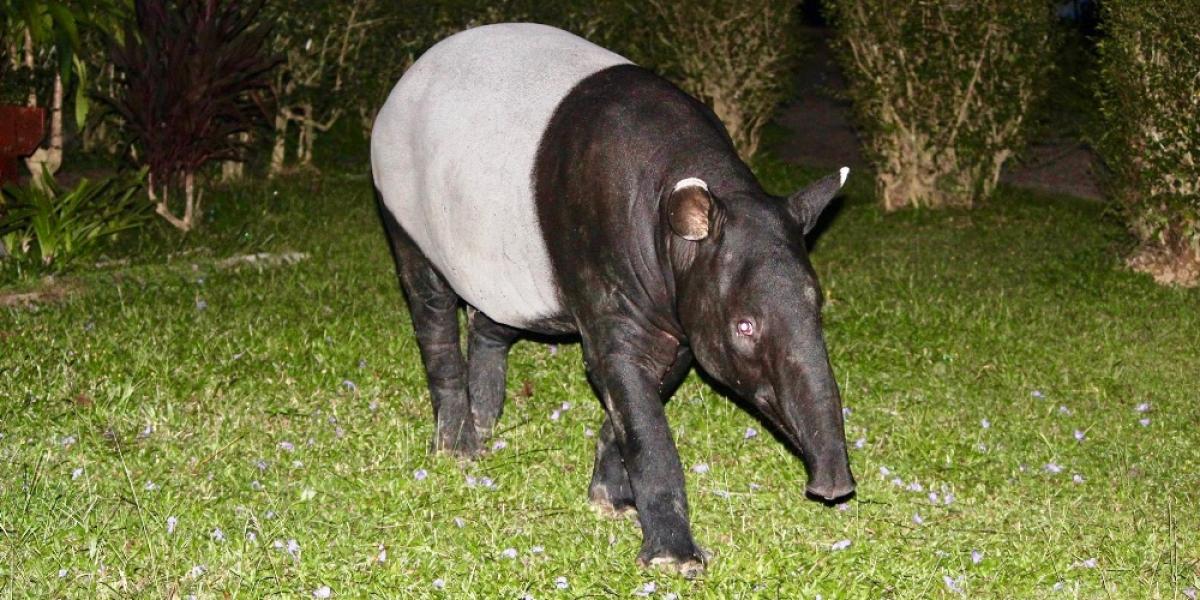 Taman Negara National Park Wildlife in Malaysia