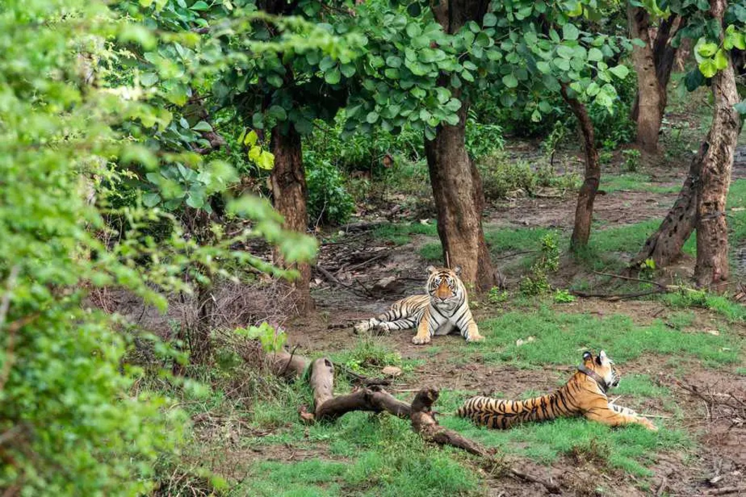 Alwar Sariska Tiger Reserve