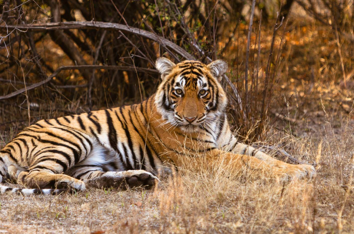 Ranthumbore National park