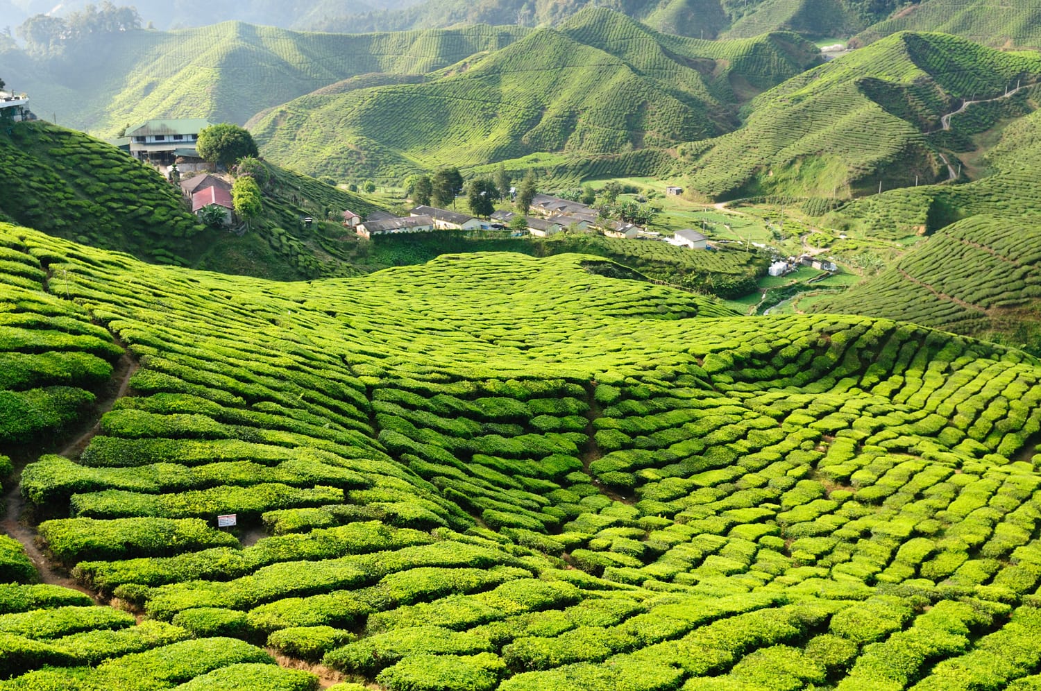 Malasia Cameron Highlands