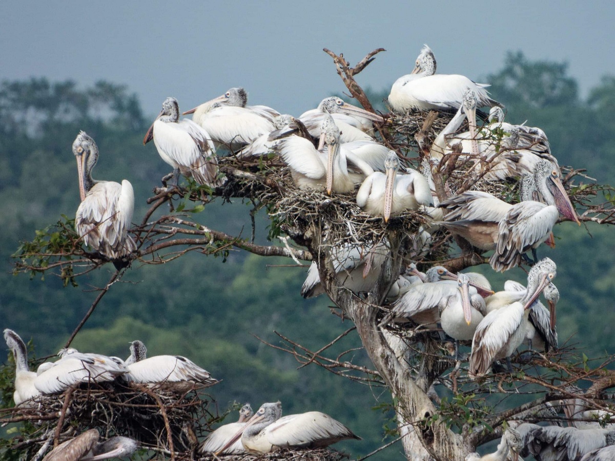 Observación de aves en Wilpattu