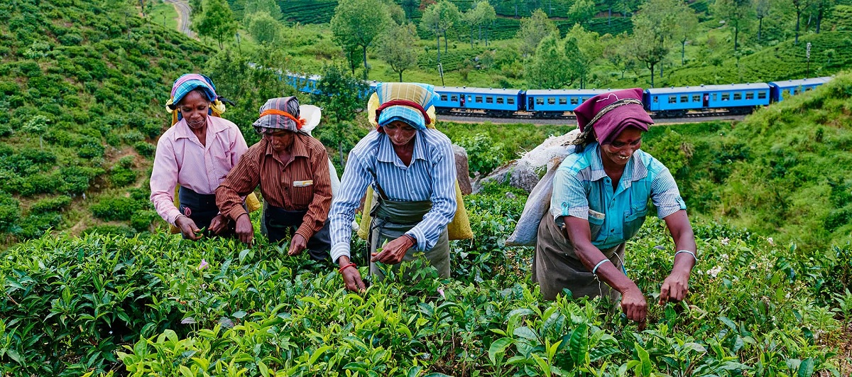 Visita las plantaciones de té en Sri Lanka