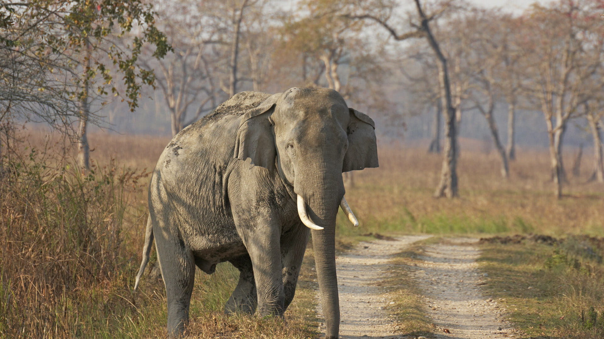 Kaziranga National Park