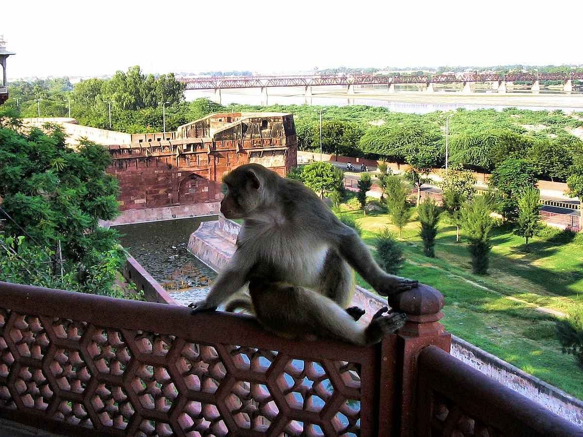 Agra Monkey Cave