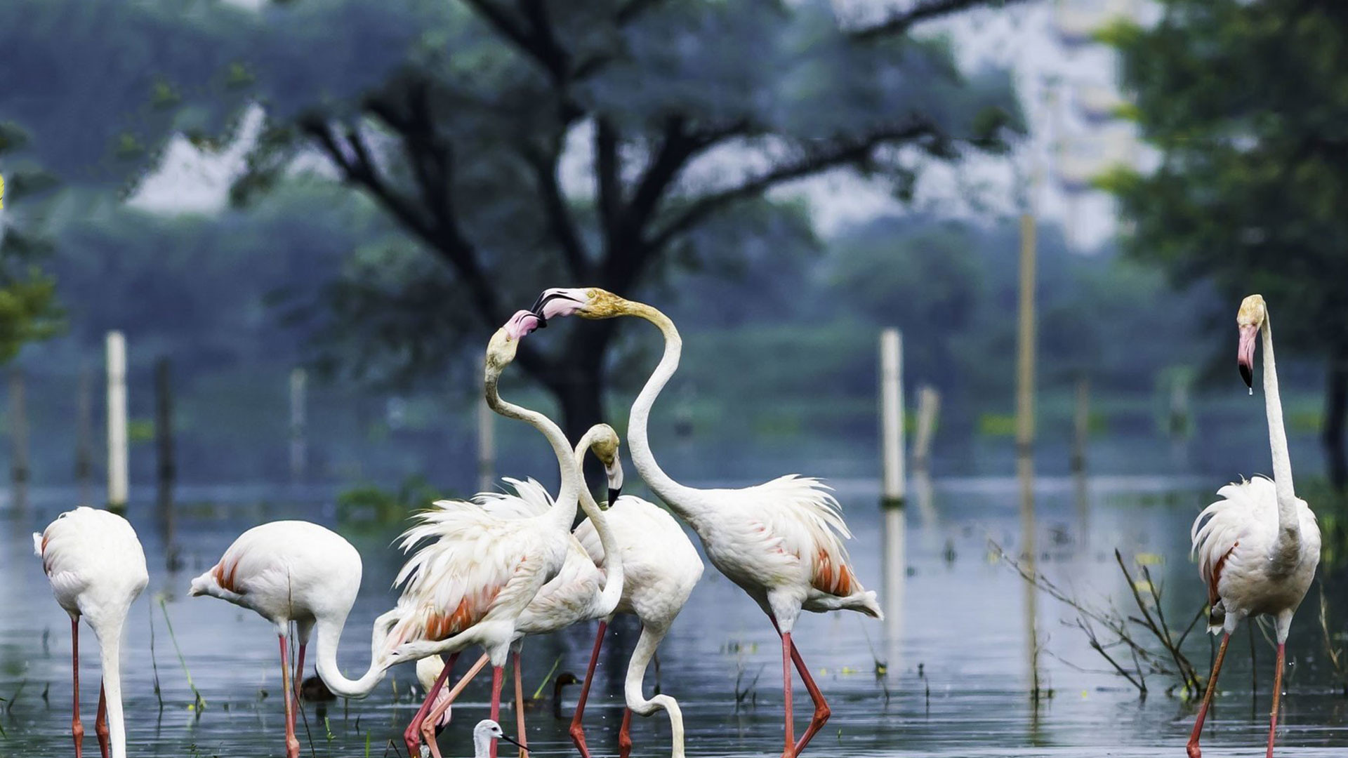 Bharatpur Keoladeo National Park 