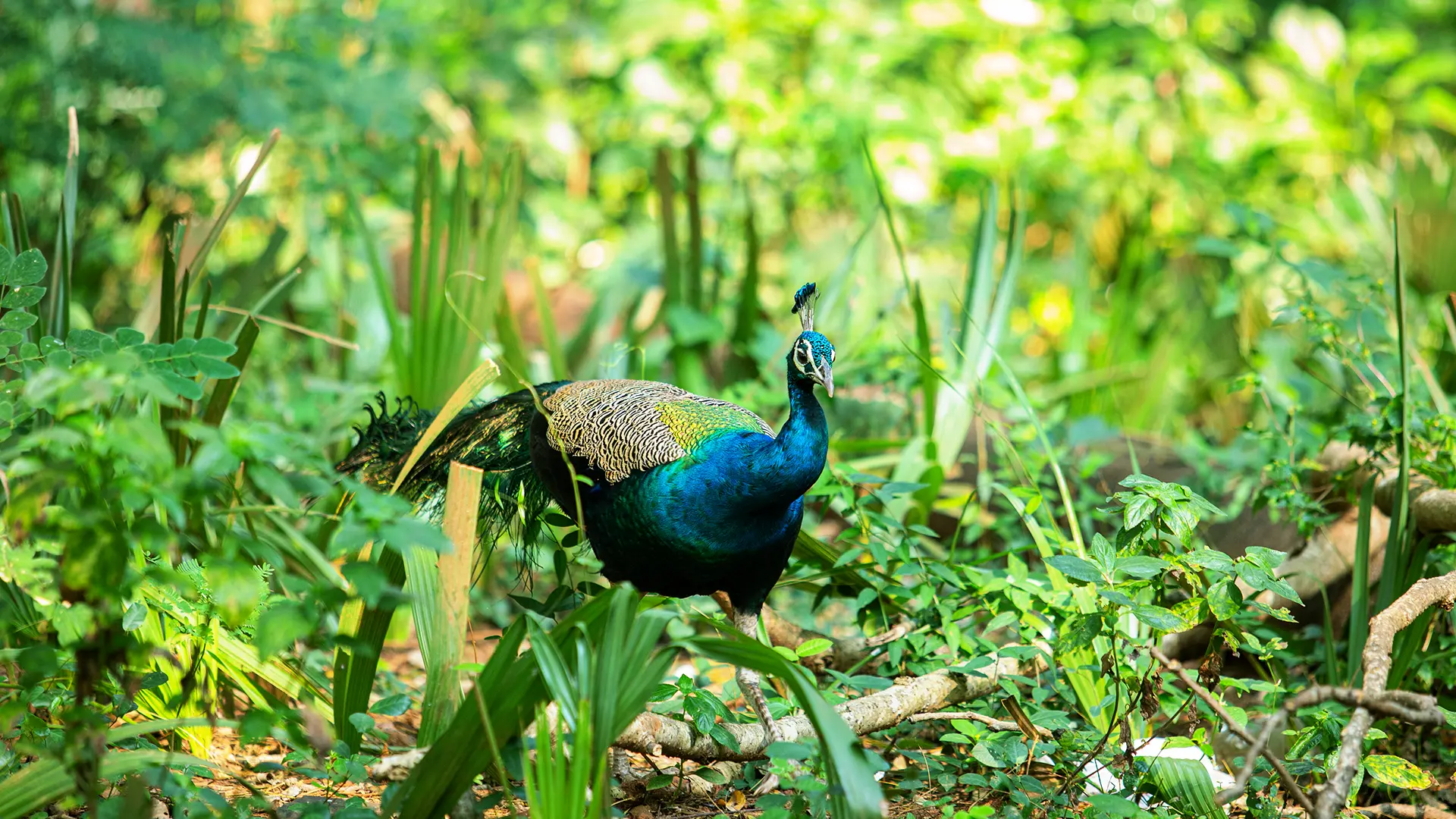 Choolannur Bird Sanctuary