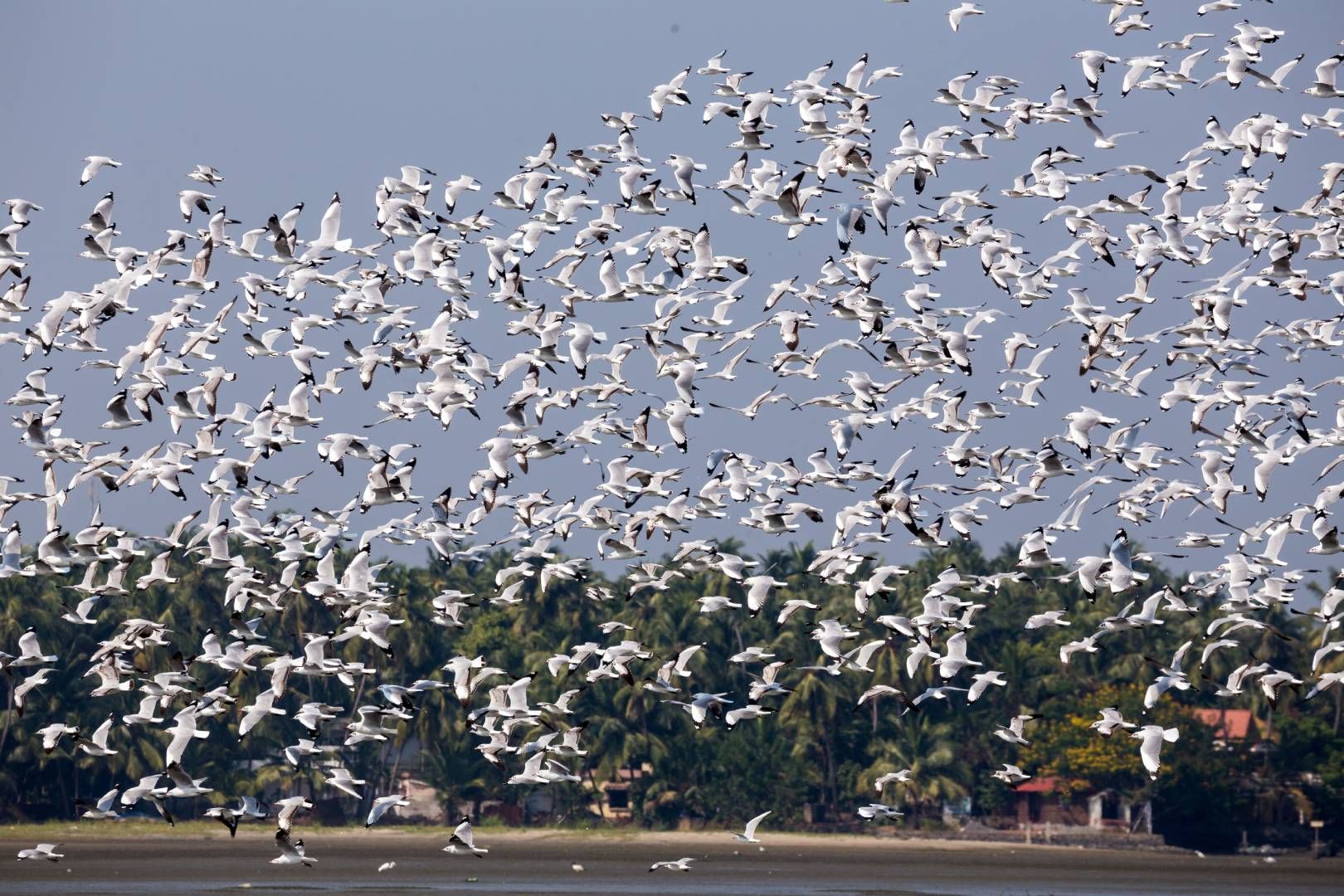 Kadalundi Bird Sanctuary in Kerala