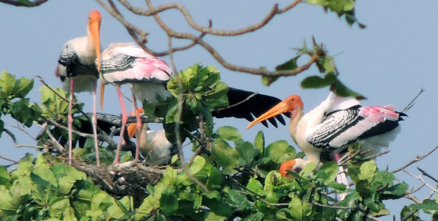 Kumarakom Bird Sanctuary