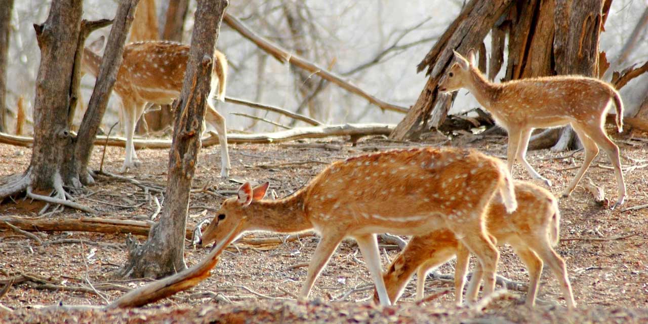 Mount Abu Wildlife Sanctuary