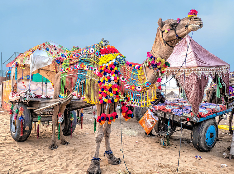 Pushkar fair