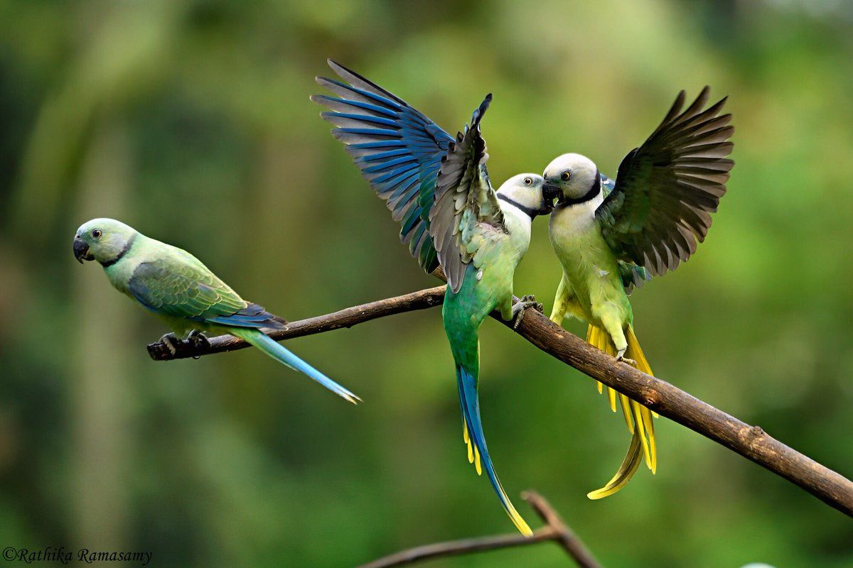 Santuario de Aves de Malabar