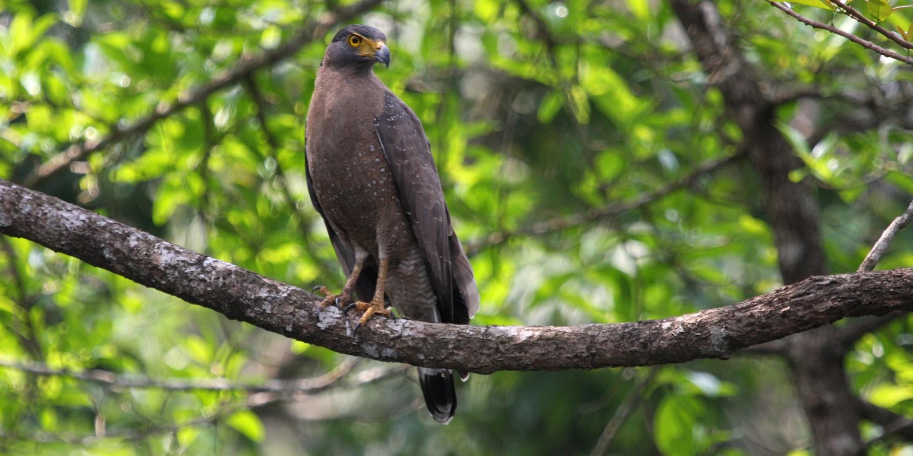 Thattekad Bird Sanctuary