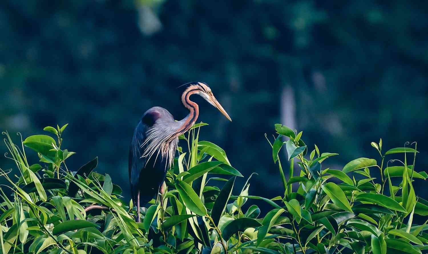 Vembanad Bird Sanctuary