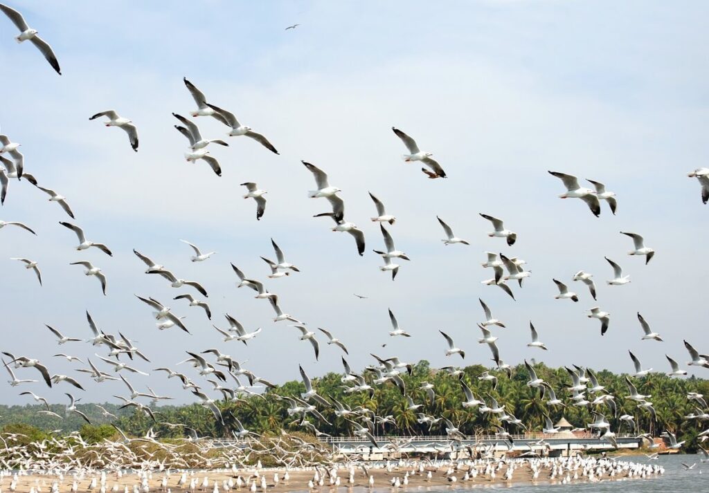 kerala Bird Sanctuaries