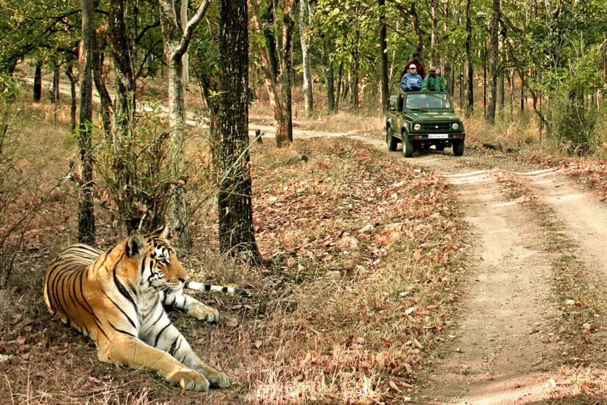 Reserva de Tigres de Bandhavgarh