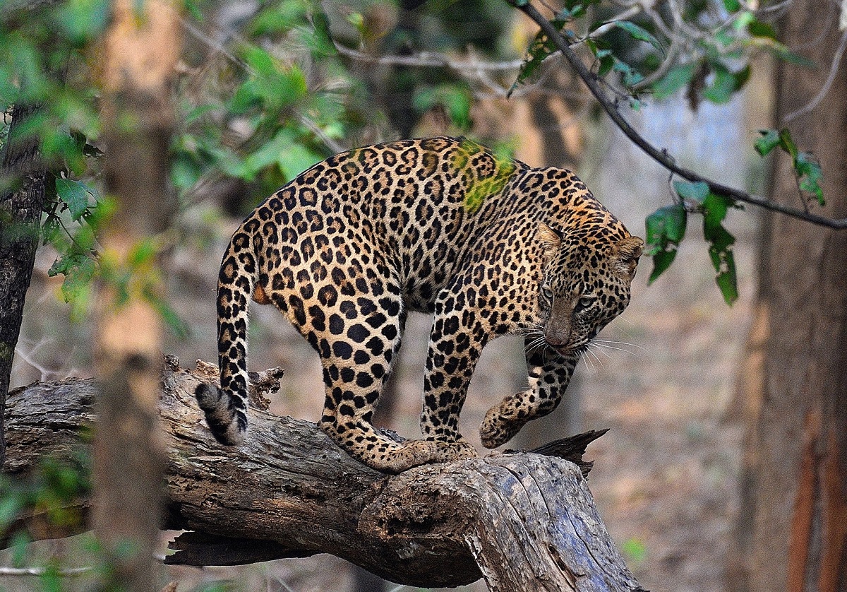 Reserva de Tigres de Kanha