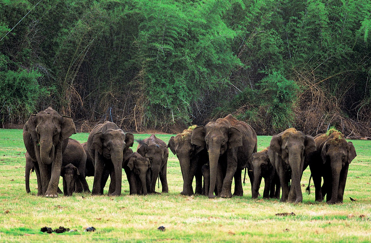 Parque Nacional de Nagarhole, Karnataka