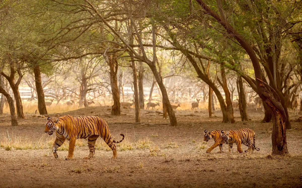 Ranthambore: Aventuras en la Jungla